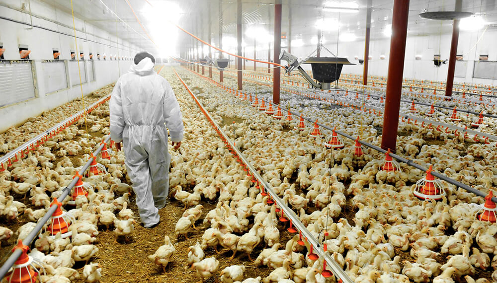 Entre Ríos busca U$S 25 millones para su producción avícola: quiere sumar 100 galpones por año