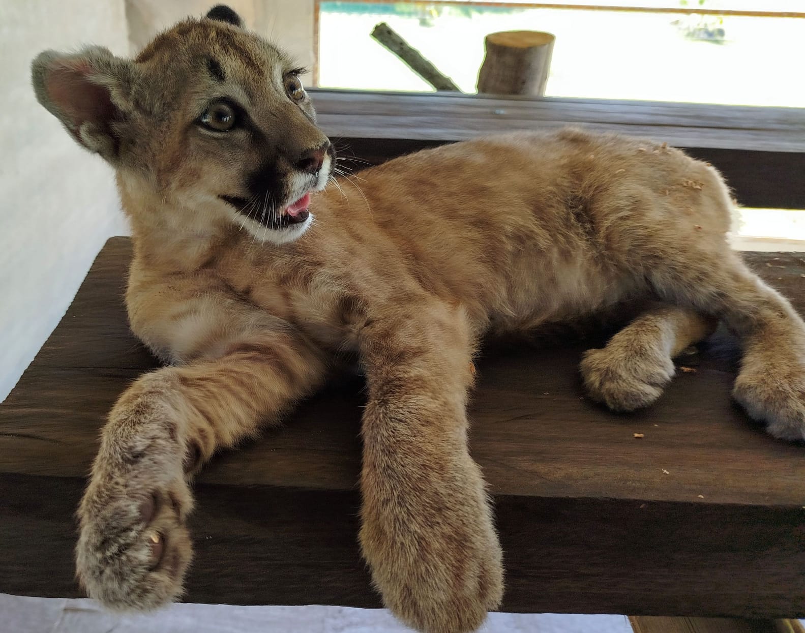 Rescatan a una cachorra de puma en La Paz