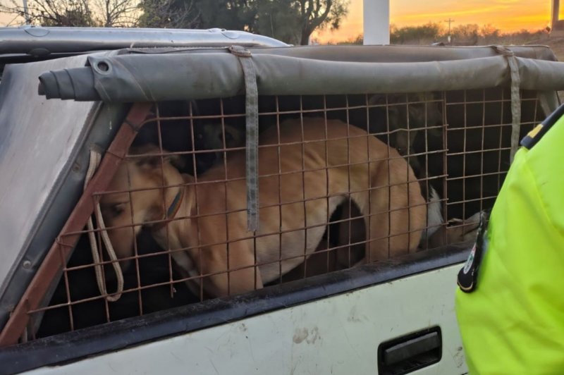 Decomisan carne sin documentación y detectan un caso de caza ilegal en el departamento Tala