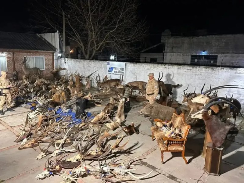 Prefectura secuestró un arsenal y trofeos de fauna silvestre valuados en más de $1.300 millones en Gualeguaychú