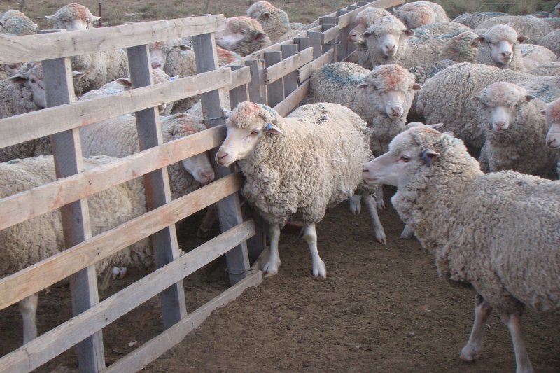 Lanzan créditos a tasa 0% y cancelación en 24 meses para la cadena ovina y caprina en Entre Ríos