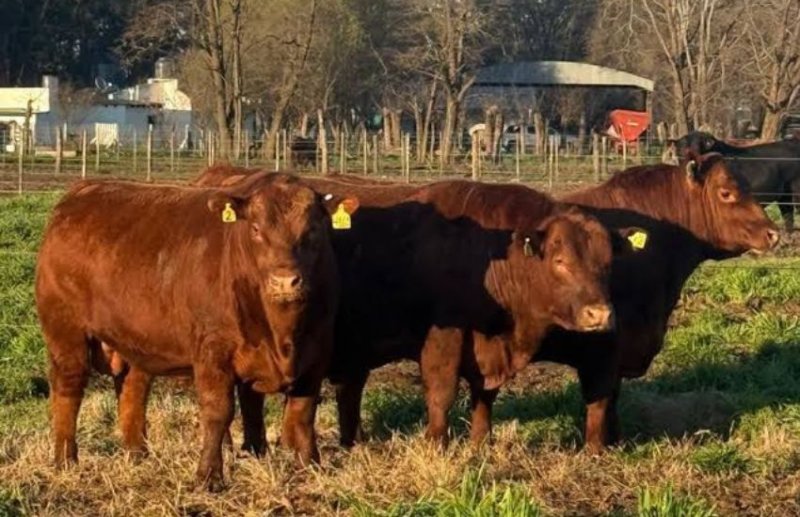 Invitan a una jornada técnica sobre "Sanidad en Toros"