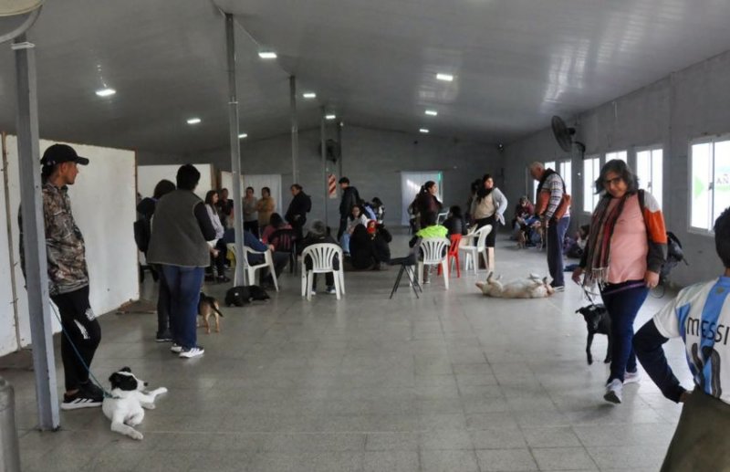 Inscriben caninos y felinos para la jornada de castración gratuita del 24 de octubre