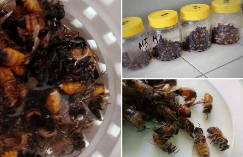 Continúan los análisis gratuitos de Nosema y Varroa en Maciá