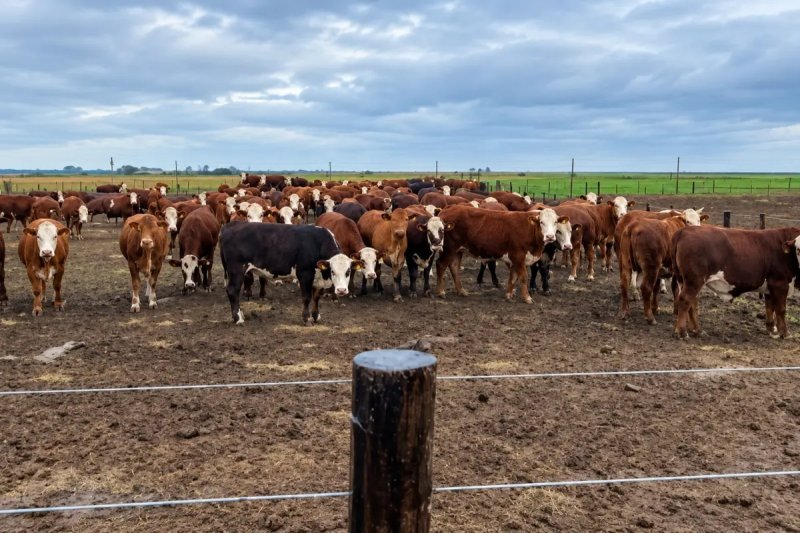 Productores de Chajarí denunciaron la desaparición de más de 170 vacunos