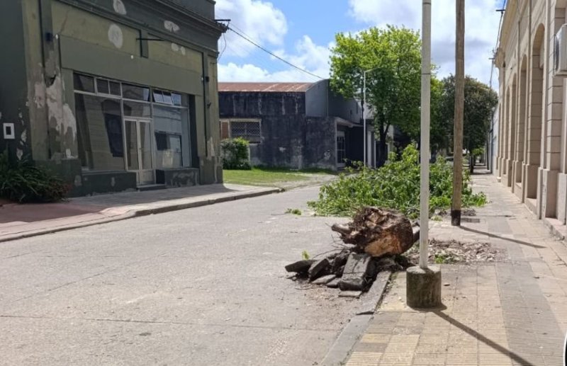 Rosario del Tala: una mujer sufrió fractura de fémur al caerle una rama mientras caminaba en la vía pública