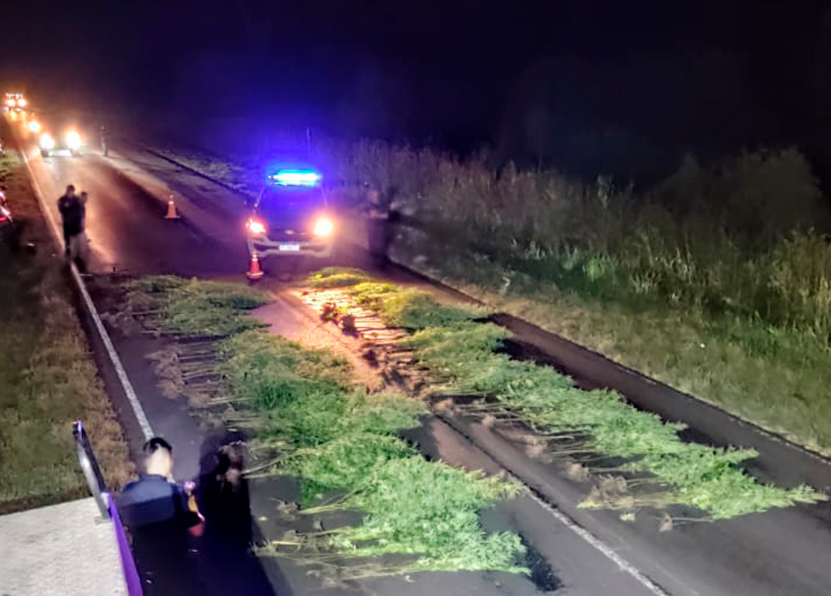 Desarticularon una impresionante plantación de marihuana cerca del río Gualeguay: secuestraron 180 plantas