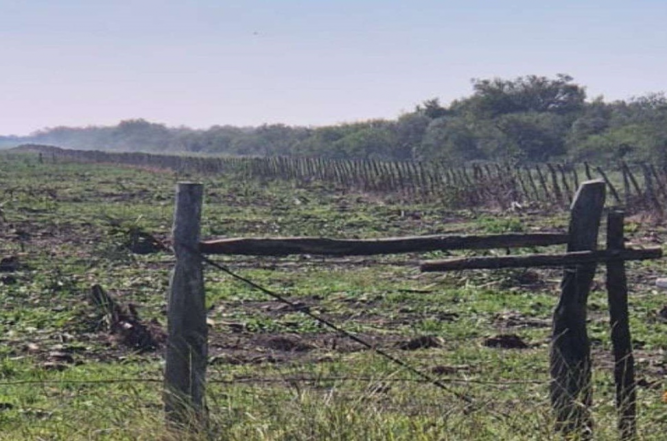 Villaguay: una jueza le ordenó a una empresa agropecuaria que cese el desmonte de un campo