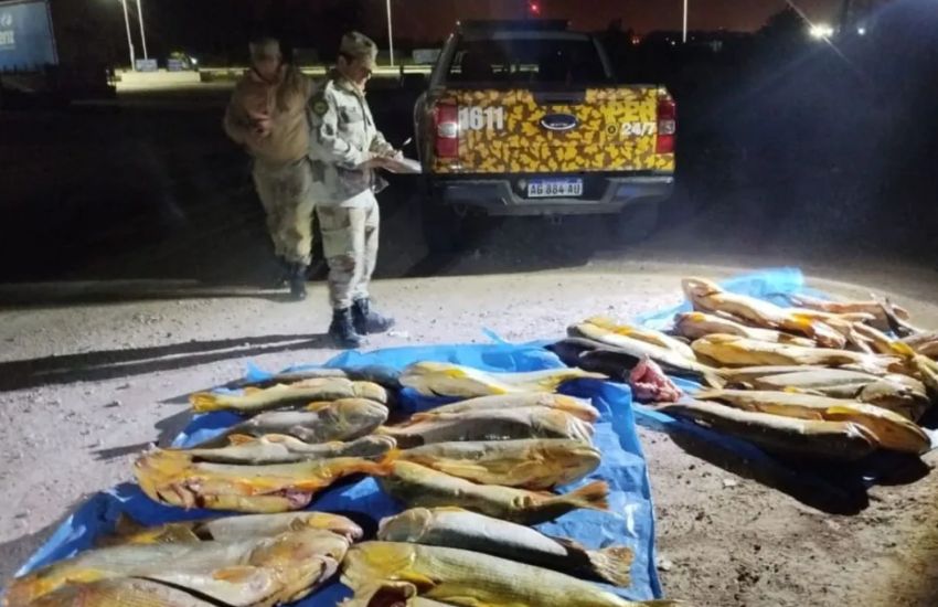 Decomisaron más de 400 kilos de pescado en un operativo de control en Villaguay